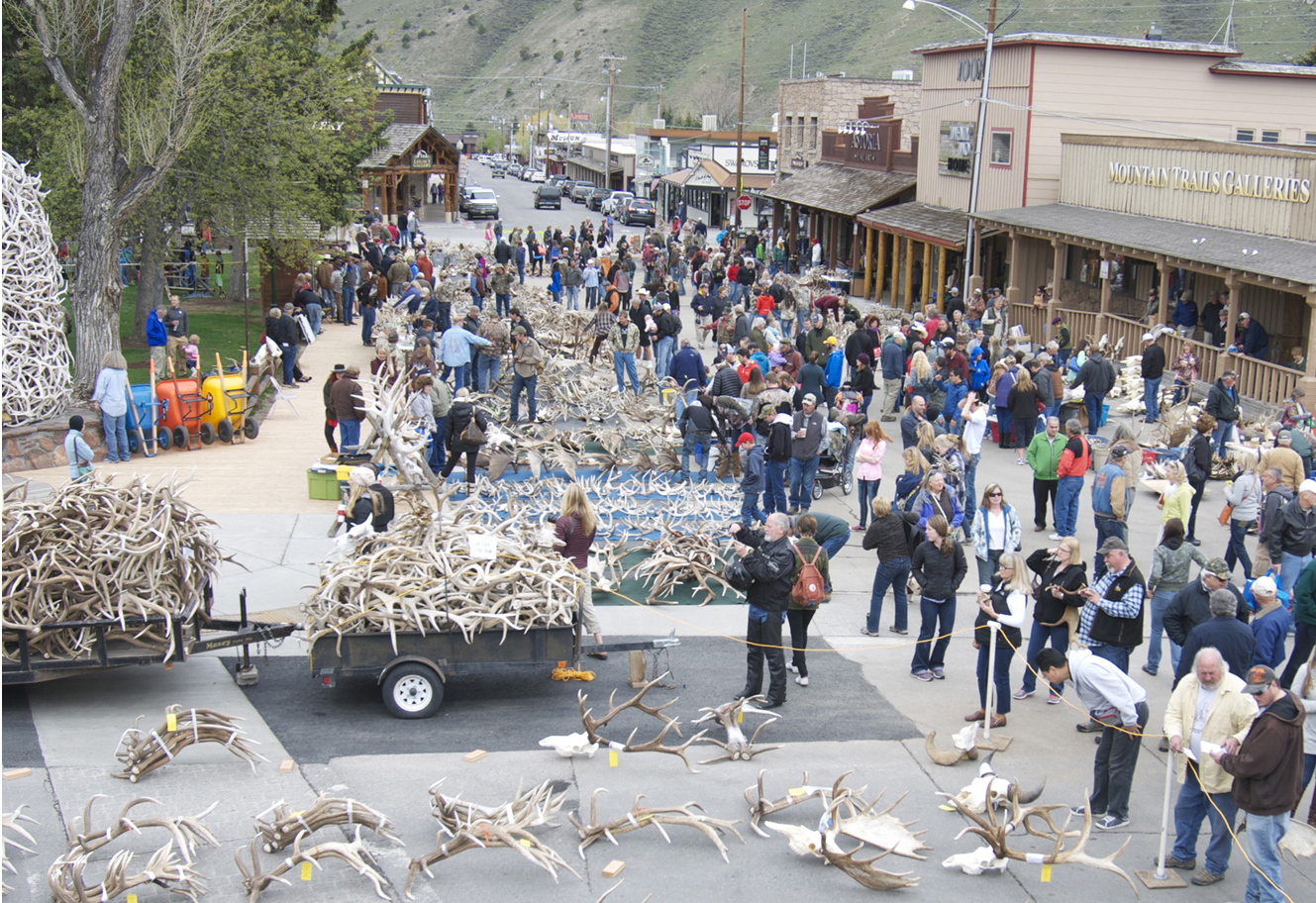 Jackson Hole Elkfest and Old West Days Events in May Bring Wyoming Wild